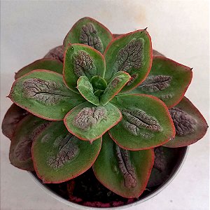 Suculenta Echeveria Baron Bold - 12cm