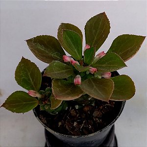 Cacto Euphorbia ritchiei