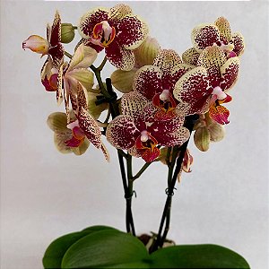 Orquídea Phalaenopsis Especial Pintada n.02