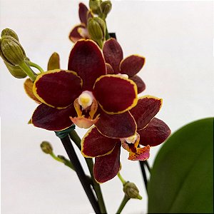 Orquídea Doritaenopsis Esmee - Ad