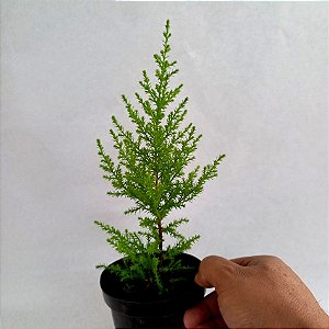 Planta Tuia Holandesa - 30cm