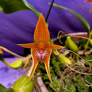 Orquídea Bulbophyllum smitinandii - Adulta