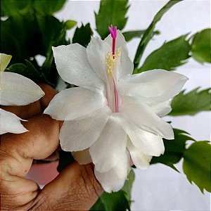 Flor de maio branca - Ad