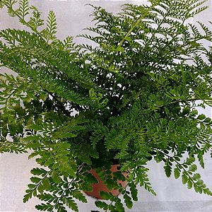 Asplênio - Asplenium Parvati