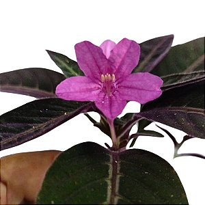 Planta veludo (Ruellia makoyana)