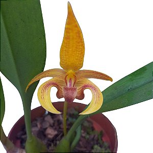 Bulbophyllum Wilmar Galaxy Star - Adulta