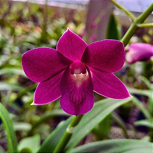 Orquídea Dendrobium phalaenopsis vinho - AD