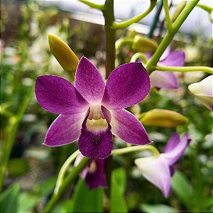 Orquídea Dendrobium phalaenopsis coerulea - AD