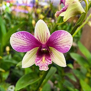 Orquídea Dendrobium phalaenopsis Happy Pink - AD