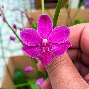Orquídea Doritiopsis Pink Híbrida - Ad