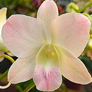 Orquídea Dendrobium phalaenopsis salmão - AD
