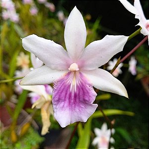Orquídea Miltonia regnellii - Ad