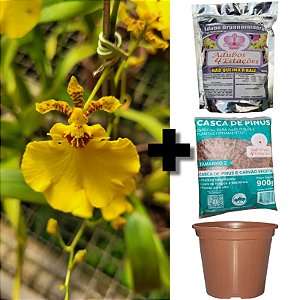 Orquídea Oncidium Aloha - AD + Kit Replante (Vaso + Adubo Bokashi + Substrato)