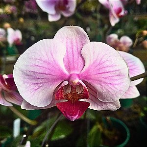 Orquídea Phalaenopsis Rosa Striata 1 - AD