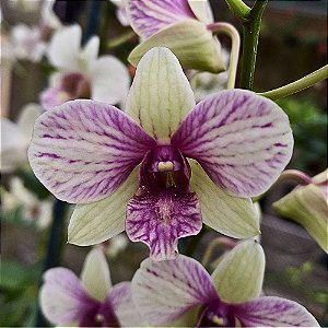 Orquídea Dendrobium phalaenopsis Happy Pink 2 - AD