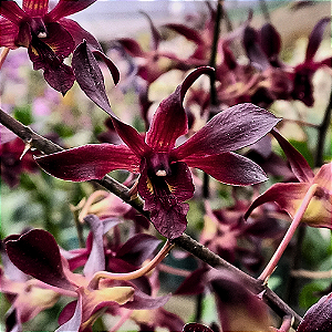Orquídea Dendrobium phalaenopsis vinho 2