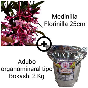 Kit Medinilla florinilla 25cm + Adubo organomineral tipo Bokashi 2 Kg