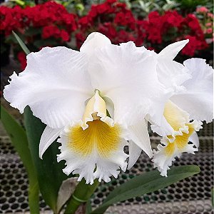 Orquídea Cattleya Nobile's Wedding - Ad