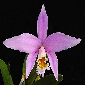 Orquídea Laelia jongueana - 8cm