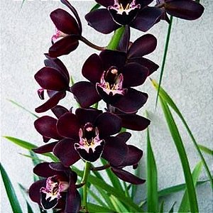 Orquídea Cymbidium Kiwi Midnigt - AD