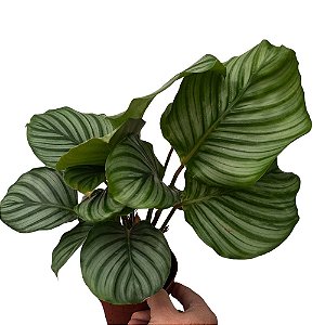 Maranta Orbifolia