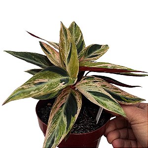 Maranta sanguinea - (Stromanthe sanguinea)