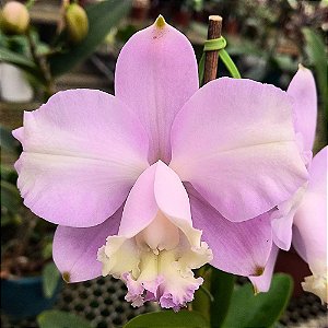 Orquídea Cattleya loddigesii flâmea - Ad