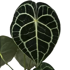 Antúrio clarinervium - 30cm