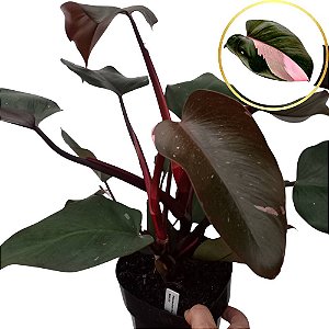 Filodendro - Philodendron Pink Princess - 30cm