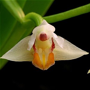 Eria rosea (Cryptochilus roseus ) - Ad