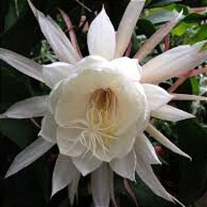 Cacto Dama da Noite (Epiphyllum oxypetalum)