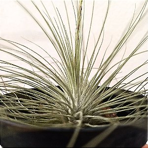 Bromélia Tillandsia argentea - 7cm