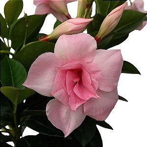 Trepadeira Dipladênia Rosa dobrada