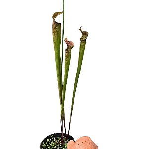 Planta Sarracenia leucophylla (Carnívora)