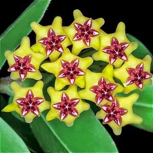 Suculenta Hoya cumingiana - Flor de Cera