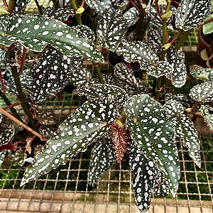 Planta Begônia Tiki Carmen