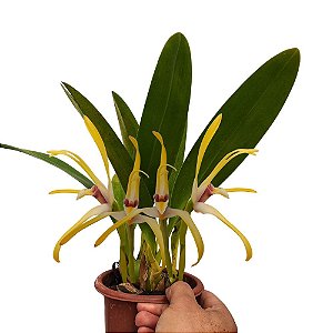 Orquídea Maxillaria setigera - AD