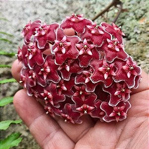 Suculenta Hoya kerii - Flor de Cera Vermelha - Vaso 14