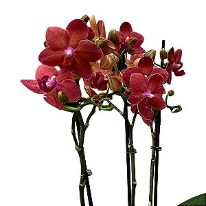 Orquídea Phalaenopsis Abóbora n.02 - Ad