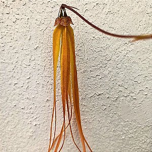 Bulbophyllum thiurum x plumatum - Adulto