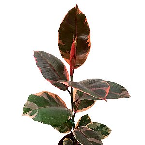 Ficus elástica ruby - 50/60 centímetros