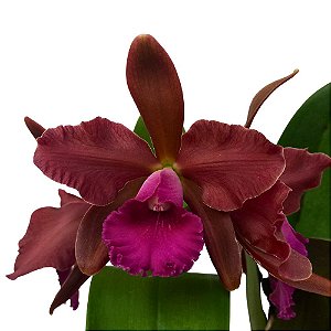 Orquídea Blc. Peach Cobbler - AD