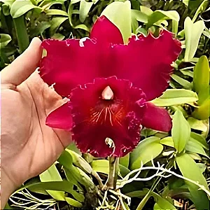 Orquídea Blc. Chia Lin - 10 Centímetros