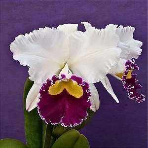 Orquídea Blc. Sheila Lauterbach - AD