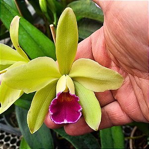 Orquídea Lc. Cuiseag Manka en - Adulta