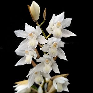 Orquídea Coelogyne suaveolens - AD