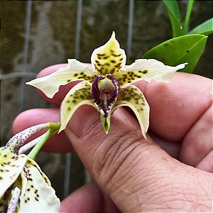 Orquídea Dendrobium atroviolaceum - NBS