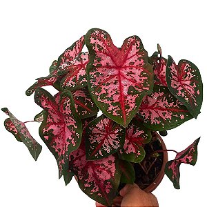 Caladium especial n.10 - 30cm