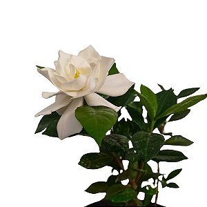 Planta Gardênia mini - 20cm