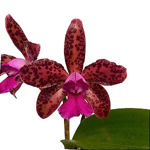 Orquídea Cattleya guttata x Lc. Suzuki purpurina - AD